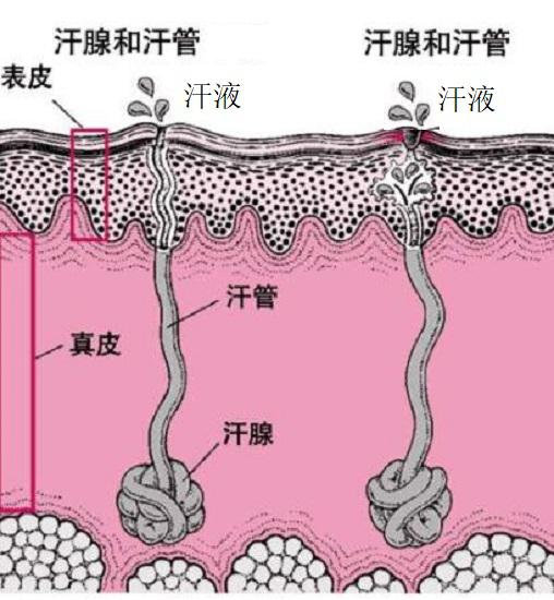 出汗过程