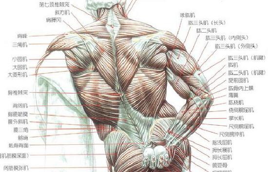 肌肉名称
