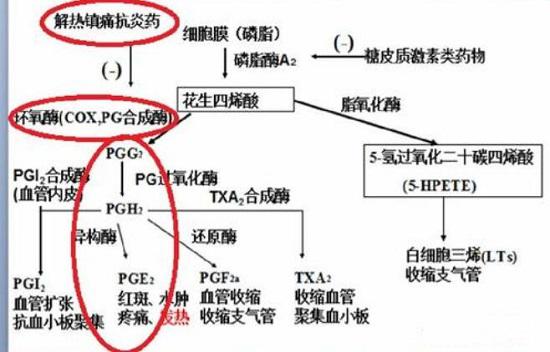 镇痛药的功能原理