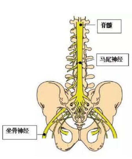 与腰椎相关的重要神经系统