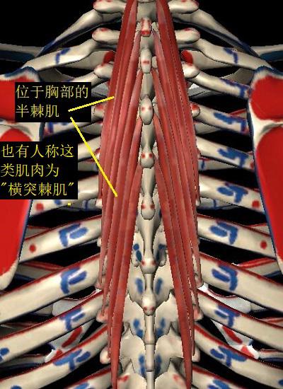 横突棘肌（狭义）
