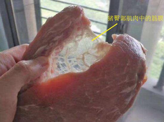 肌肉的筋膜