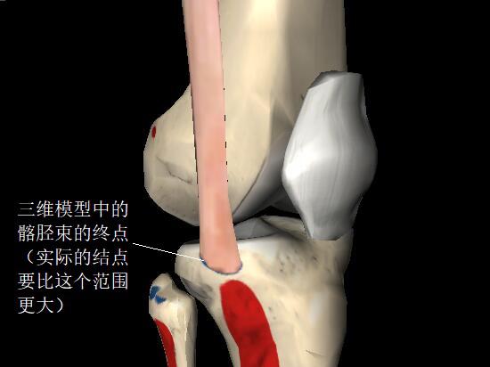 髂胫束位于膝关节处的终点
