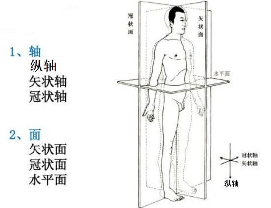 人体的“三面”"三轴“