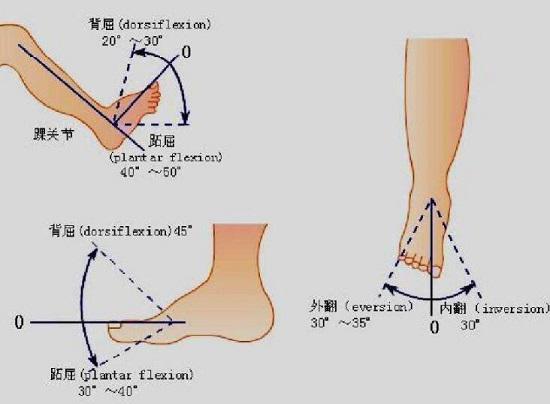踝关节的活动范围
