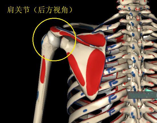 肩胛骨及周边结构