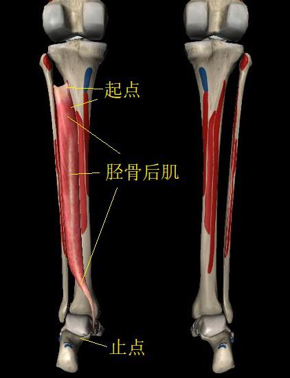胫骨后肌