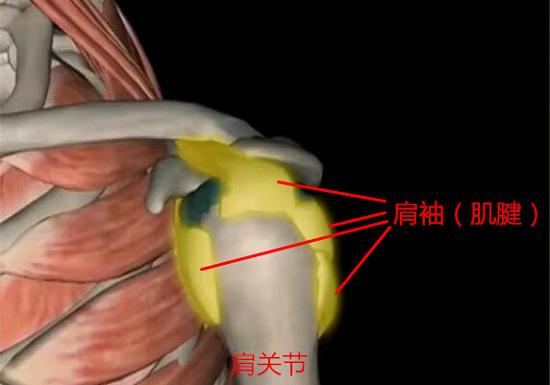 肩关节