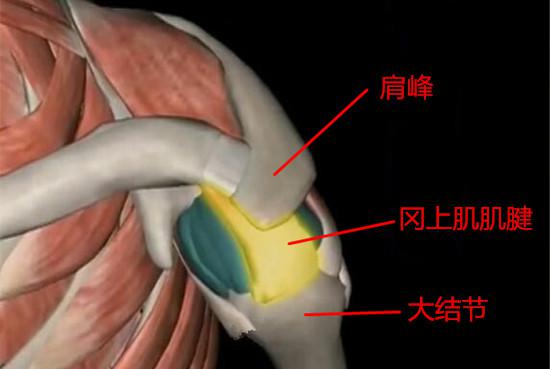 肩关节 肩关节