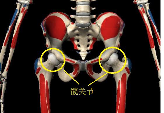 腰椎、骨盆及髋关节