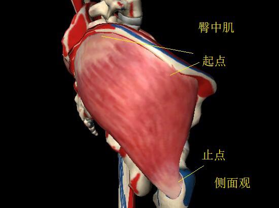 臀中肌