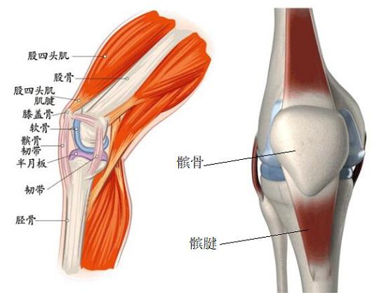 膝关节、髌骨及髌腱