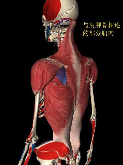 与肩胛骨相连的部分肌肉