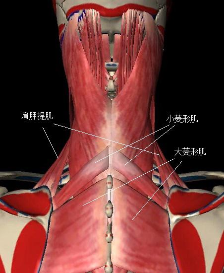 肩胛提肌