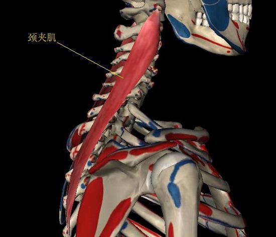 颈夹肌