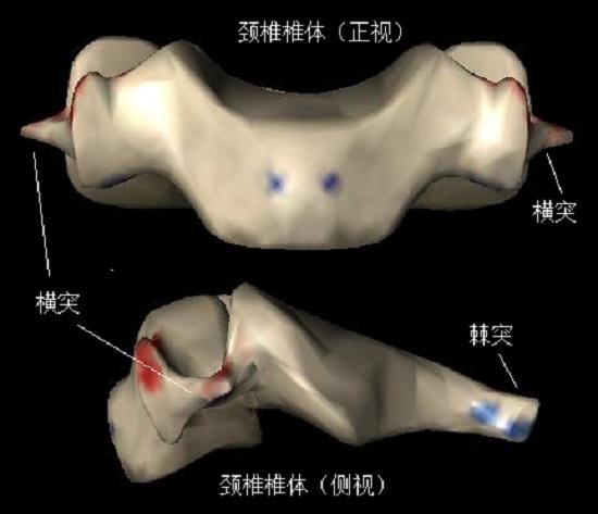 颈椎椎骨及关节肌（第三颈椎）