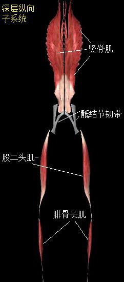 深层纵向子系统