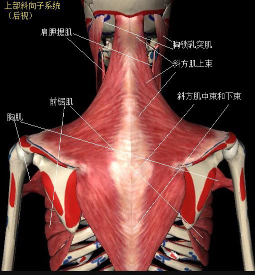 斜方肌、肩胛提肌等肩颈部肌肉