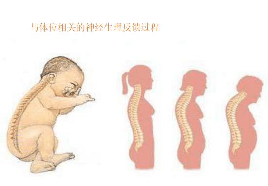 与体位相关的神经生理反馈过程