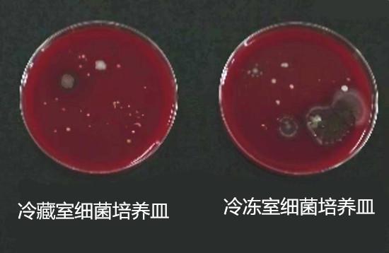 冰箱内的细菌