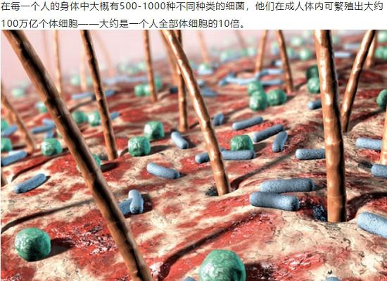 皮肤表面布满各种细菌（人与细菌的共生关系）