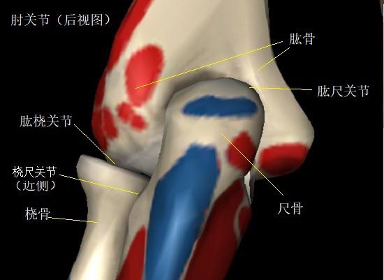 肘关节构造