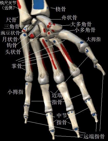 腕关节构造