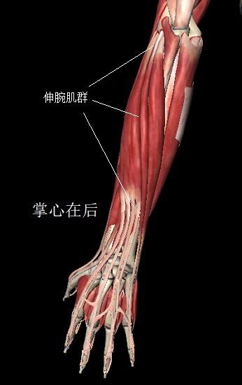 个腕肌群