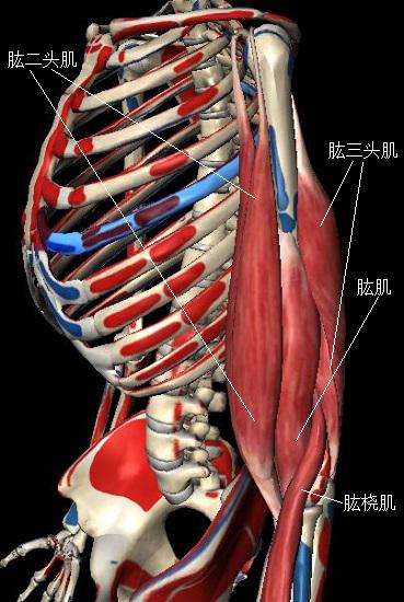 肘关节处的几组主要肌肉