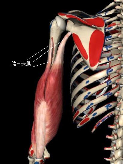 肱三头肌