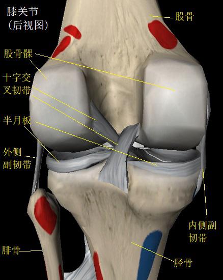 膝关节的构造（后视图）