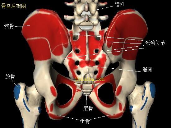 骶髂关节后视图