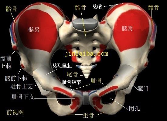 骨盆的构造（前视图）