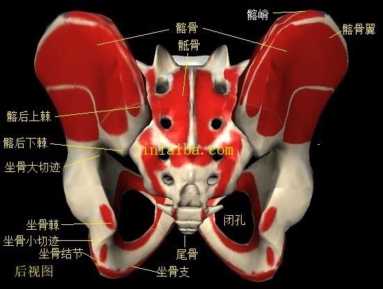 骨盆的构造（后视图）