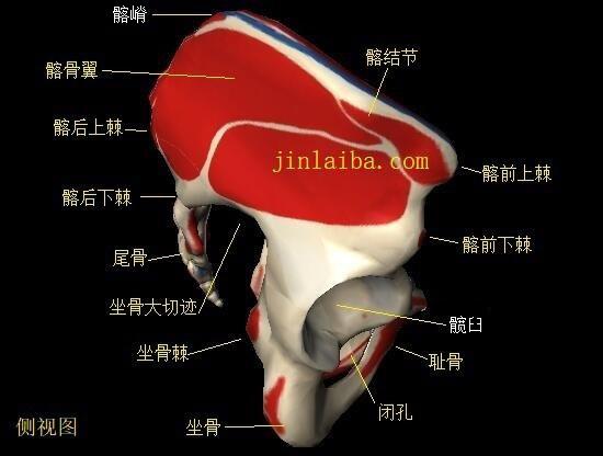 骨盆的构造（侧视图）