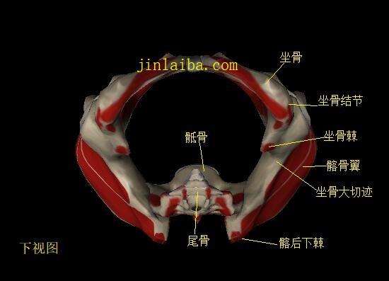 骨盆的构造（下视图）