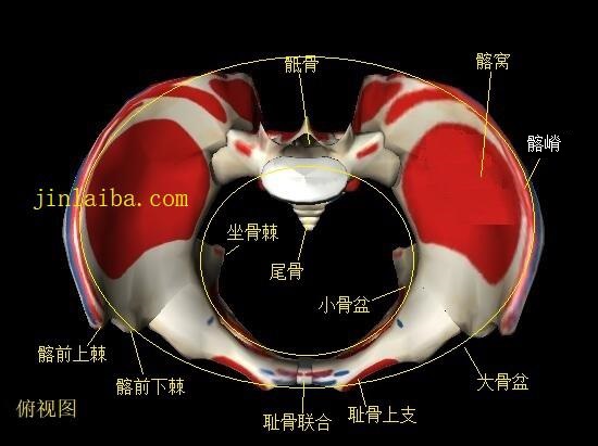 骨盆的构造（俯视图）