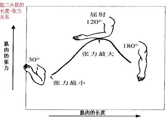 肌肉张力