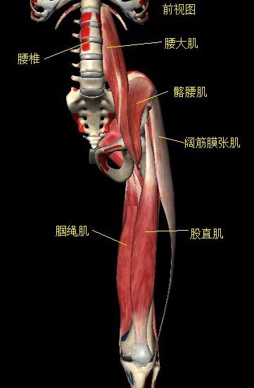 部分相关肌肉群