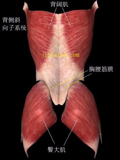 背阔肌