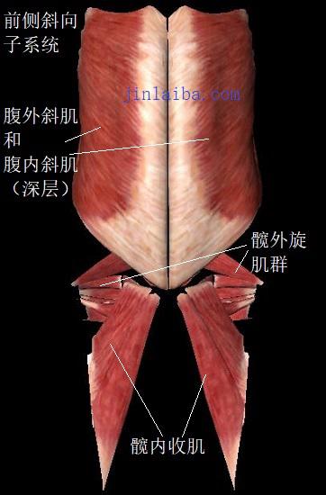 前侧斜向子系统