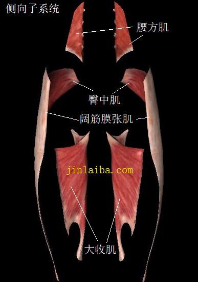 人体侧向肌肉子系统