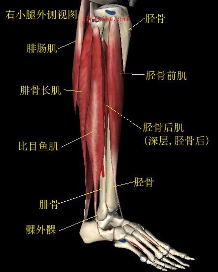 与踝关节有关的肌肉组织
