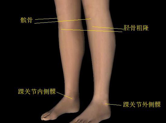 内个典型的骨性标志
