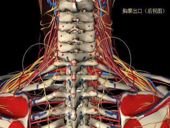 胸廓出口的构造及器官