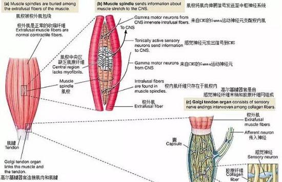 肌肉内的神经组织