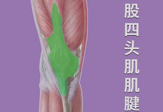 股四头肌及肌腱