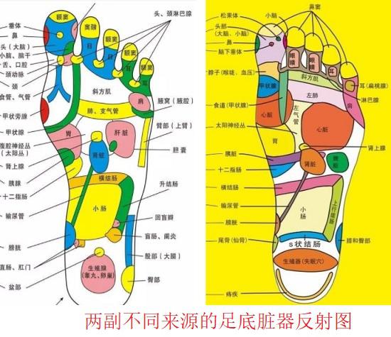 两幅不同的足底脏器反射图