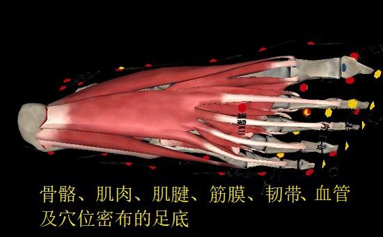 足底的骨骼、肌肉、肌腱、筋膜、韧带、血管和穴位密布