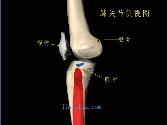 膝关节及髌骨
